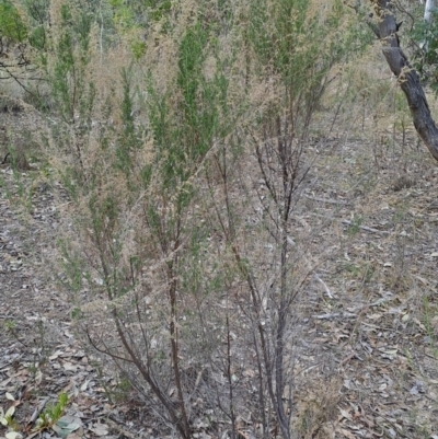 Cassinia sifton (Sifton Bush, Chinese Shrub) at Fisher, ACT - 9 Aug 2024 by LPadg