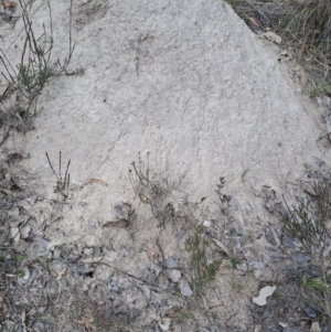 Nasutitermes exitiosus at Fisher, ACT - suppressed