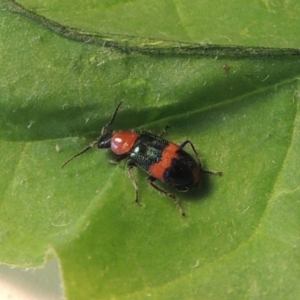 Dicranolaius bellulus at Conder, ACT - 9 Jan 2024