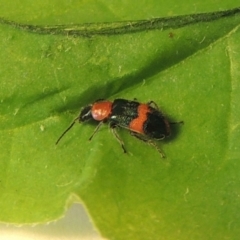 Dicranolaius bellulus at Conder, ACT - 9 Jan 2024