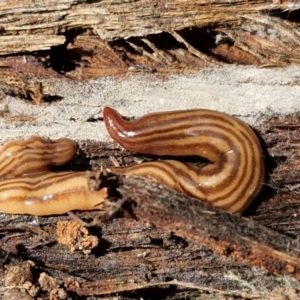 Fletchamia quinquelineata at Kingsdale, NSW - 9 Aug 2024