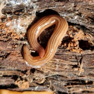 Fletchamia quinquelineata at Kingsdale, NSW - 9 Aug 2024 11:07 AM