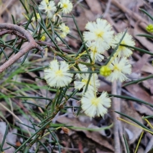 Acacia genistifolia at Kingsdale, NSW - 9 Aug 2024 10:59 AM