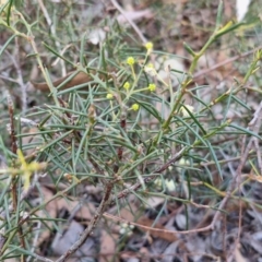 Acacia genistifolia at Kingsdale, NSW - 9 Aug 2024 10:59 AM