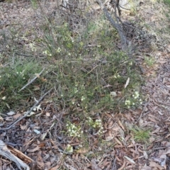 Acacia genistifolia at Kingsdale, NSW - 9 Aug 2024 10:59 AM