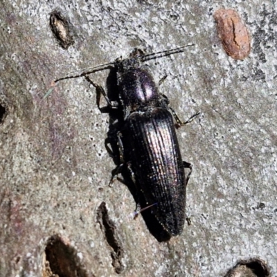 Crepidomenus fulgidus (Click beetle) at Kingsdale, NSW - 9 Aug 2024 by trevorpreston