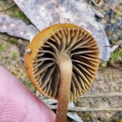 Protostropharia semiglobata (Dung Roundhead) at Kingsdale, NSW - 9 Aug 2024 by trevorpreston