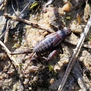 Bobilla aff. victoriae at Kingsdale, NSW - 9 Aug 2024