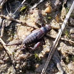 Bobilla aff. victoriae at Kingsdale, NSW - 9 Aug 2024 10:53 AM