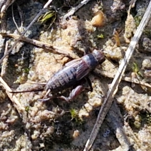 Bobilla aff. victoriae at Kingsdale, NSW - 9 Aug 2024