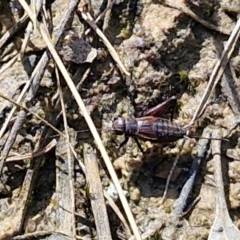 Bobilla aff. victoriae at Kingsdale, NSW - 9 Aug 2024 10:53 AM