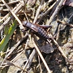 Bobilla aff. victoriae at Kingsdale, NSW - 9 Aug 2024 10:53 AM
