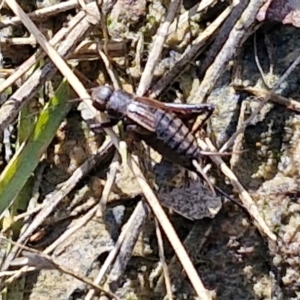 Bobilla aff. victoriae at Kingsdale, NSW - 9 Aug 2024