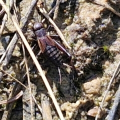 Bobilla aff. victoriae at Kingsdale, NSW - 9 Aug 2024 10:53 AM