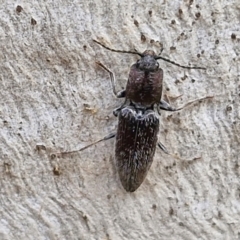 Dicteniophorus sp. (genus) at Kingsdale, NSW - 9 Aug 2024 by trevorpreston