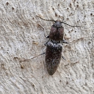 Crepidomenus fulgidus at Kingsdale, NSW - 9 Aug 2024 10:50 AM