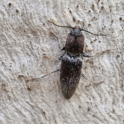 Dicteniophorus sp. (genus) at Kingsdale, NSW - 9 Aug 2024 by trevorpreston