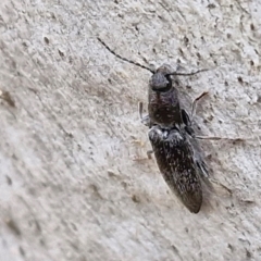 Crepidomenus fulgidus at Kingsdale, NSW - 9 Aug 2024 10:50 AM