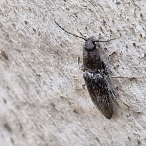 Crepidomenus fulgidus at Kingsdale, NSW - 9 Aug 2024 10:50 AM
