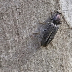 Crepidomenus fulgidus at Kingsdale, NSW - 9 Aug 2024 10:50 AM