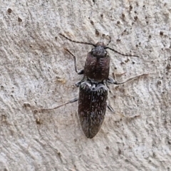 Crepidomenus fulgidus at Kingsdale, NSW - 9 Aug 2024 10:50 AM
