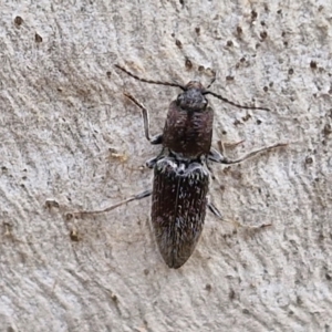 Crepidomenus fulgidus at Kingsdale, NSW - 9 Aug 2024 10:50 AM