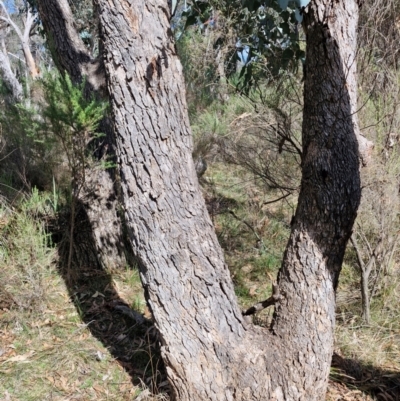 Eucalyptus bridgesiana (Apple Box) at Kingsdale, NSW - 9 Aug 2024 by trevorpreston