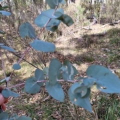 Eucalyptus bridgesiana at Kingsdale, NSW - 9 Aug 2024 10:46 AM