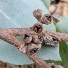 Eucalyptus bridgesiana at Kingsdale, NSW - 9 Aug 2024 10:46 AM