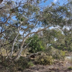 Eucalyptus mannifera subsp. mannifera at Kingsdale, NSW - 9 Aug 2024 10:43 AM