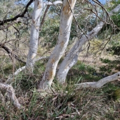 Eucalyptus mannifera subsp. mannifera at Kingsdale, NSW - 9 Aug 2024 10:43 AM