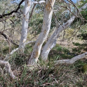 Eucalyptus mannifera subsp. mannifera at Kingsdale, NSW - 9 Aug 2024 10:43 AM