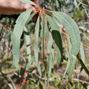 Eucalyptus mannifera subsp. mannifera at Kingsdale, NSW - 9 Aug 2024 10:43 AM