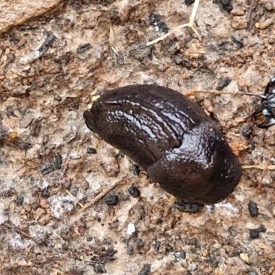 Milax gagates (Black-keeled Slug) at Lake George, NSW - 9 Aug 2024 by trevorpreston