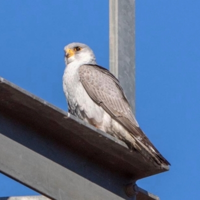 Falco hypoleucos (Grey Falcon) at Opalton, QLD - 28 Jul 2019 by MichaelBedingfield