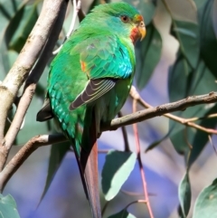 Lathamus discolor (Swift Parrot) at Mount Annan, NSW - 9 Jul 2023 by jb2602