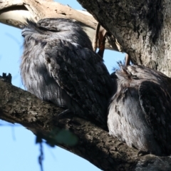 Podargus strigoides (Tawny Frogmouth) at Mount Annan, NSW - 9 Jul 2023 by jb2602