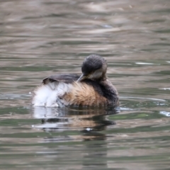 Tachybaptus novaehollandiae (Australasian Grebe) at Mount Annan, NSW - 2 Aug 2024 by jb2602