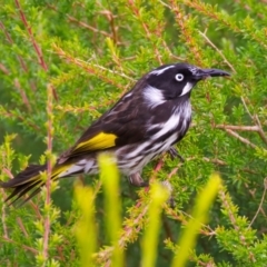 Phylidonyris novaehollandiae (New Holland Honeyeater) at Manly, NSW - 5 Aug 2024 by jb2602