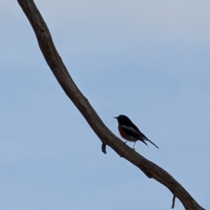 Petroica boodang at Lawson, ACT - 9 Aug 2024 12:55 PM