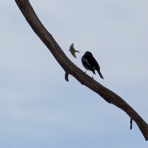 Petroica boodang at Lawson, ACT - 9 Aug 2024 12:55 PM