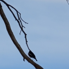 Petroica boodang at Lawson, ACT - 9 Aug 2024 12:55 PM