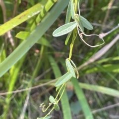 Glycine clandestina (Twining Glycine) at Farringdon, NSW - 7 Aug 2024 by JaneR