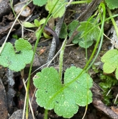 Hydrocotyle hirta (Hairy Pennywort) at Farringdon, NSW - 7 Aug 2024 by JaneR