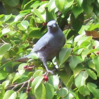 Coracina lineata (Barred Cuckooshrike) at Kuranda, QLD - 9 Aug 2024 by lbradley