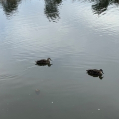 Anas superciliosa (Pacific Black Duck) at Gungahlin, ACT - 9 Aug 2024 by MegFluke