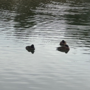 Aythya australis at Gungahlin, ACT - 9 Aug 2024