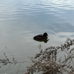 Aythya australis at Gungahlin, ACT - 9 Aug 2024