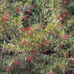 Acanthorhynchus tenuirostris at Bruce, ACT - 8 Aug 2024