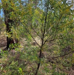 Acacia rubida at Tharwa, ACT - 9 Aug 2024